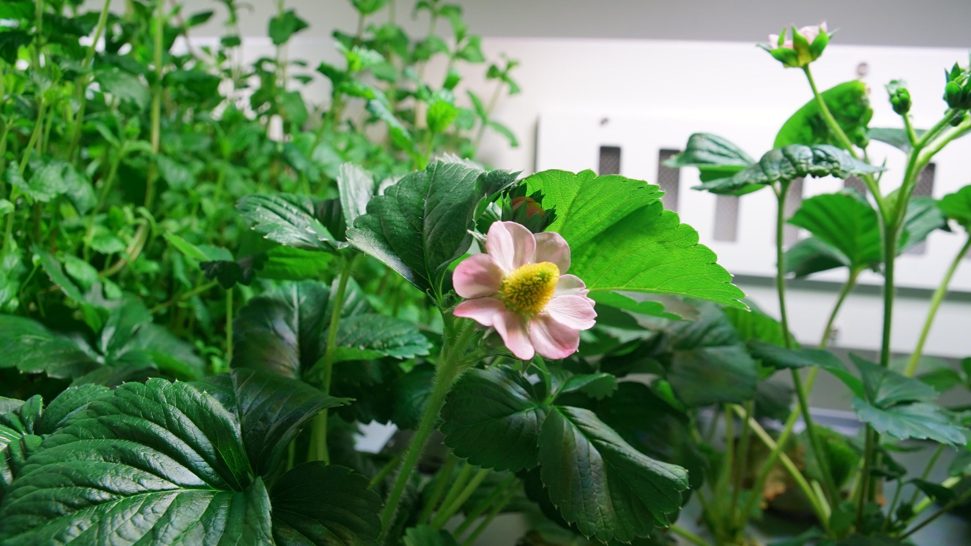 Strawberry blossoms in the greenhouse
