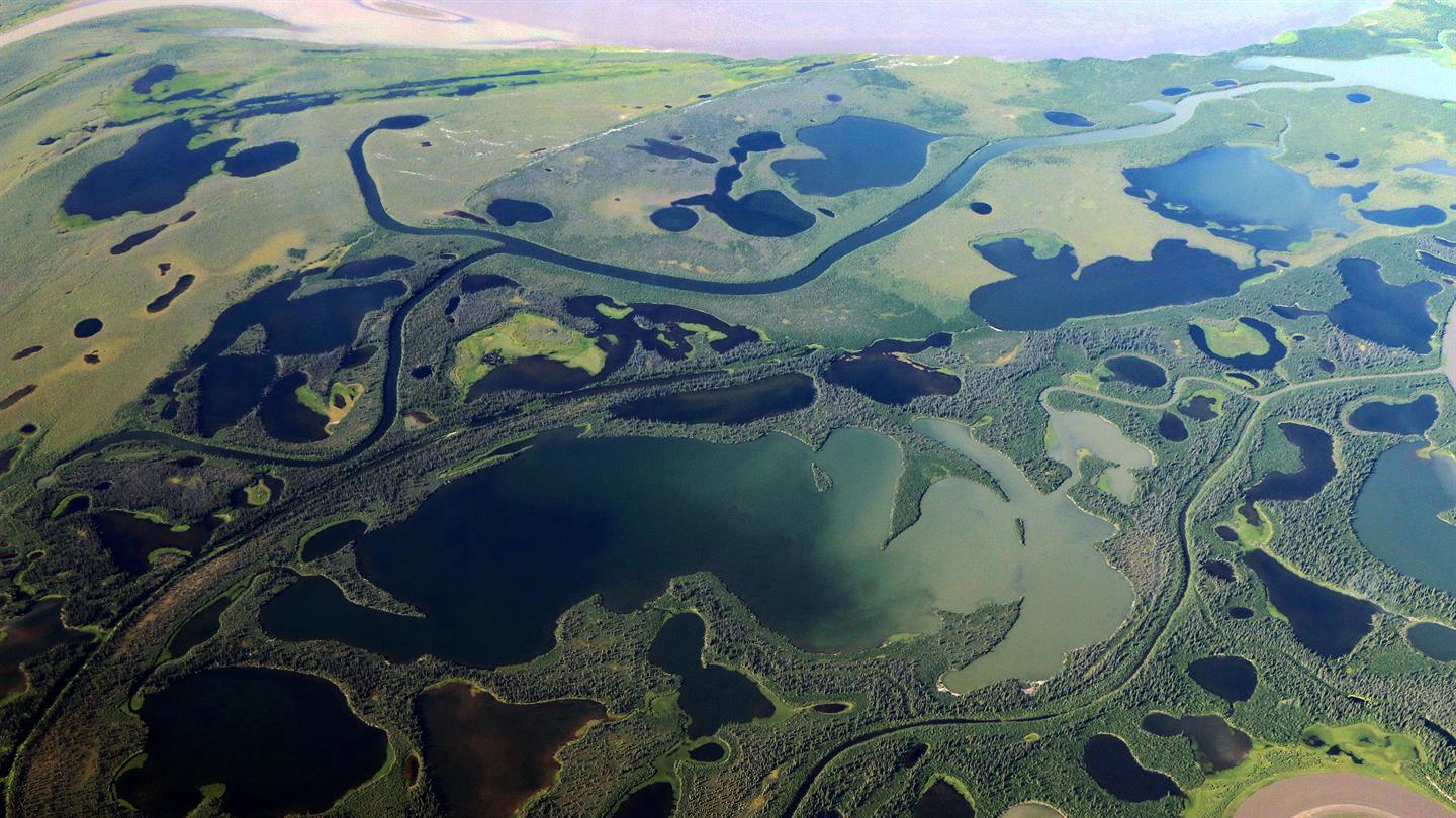 Vegetation of the Mackenzie Deltas