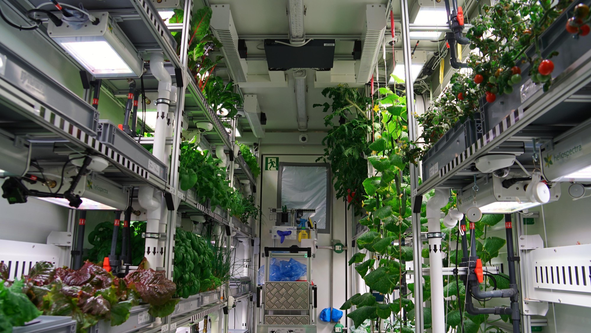 View into the greenhouse