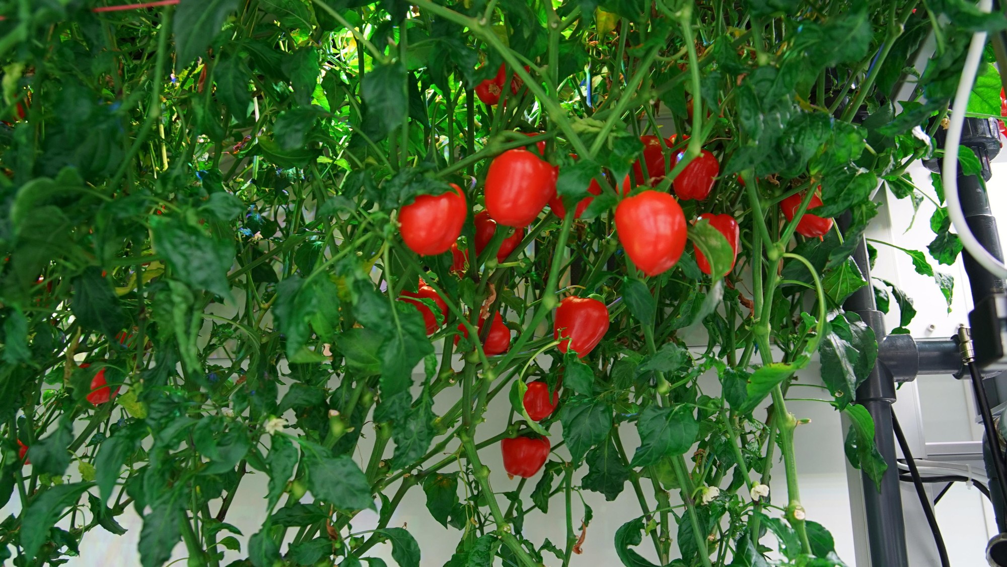 Pepper plants in the greenhouse