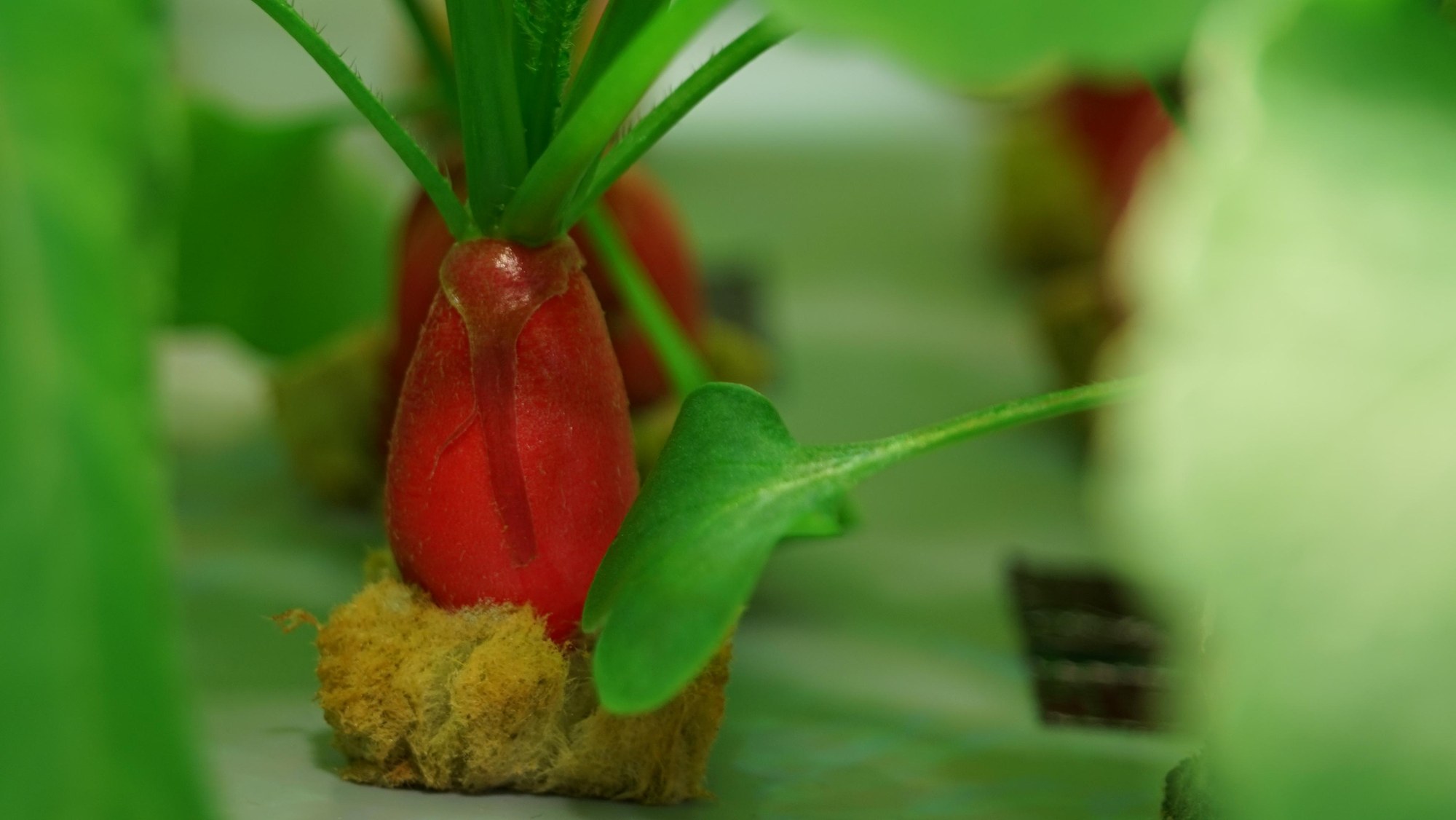 Radishes