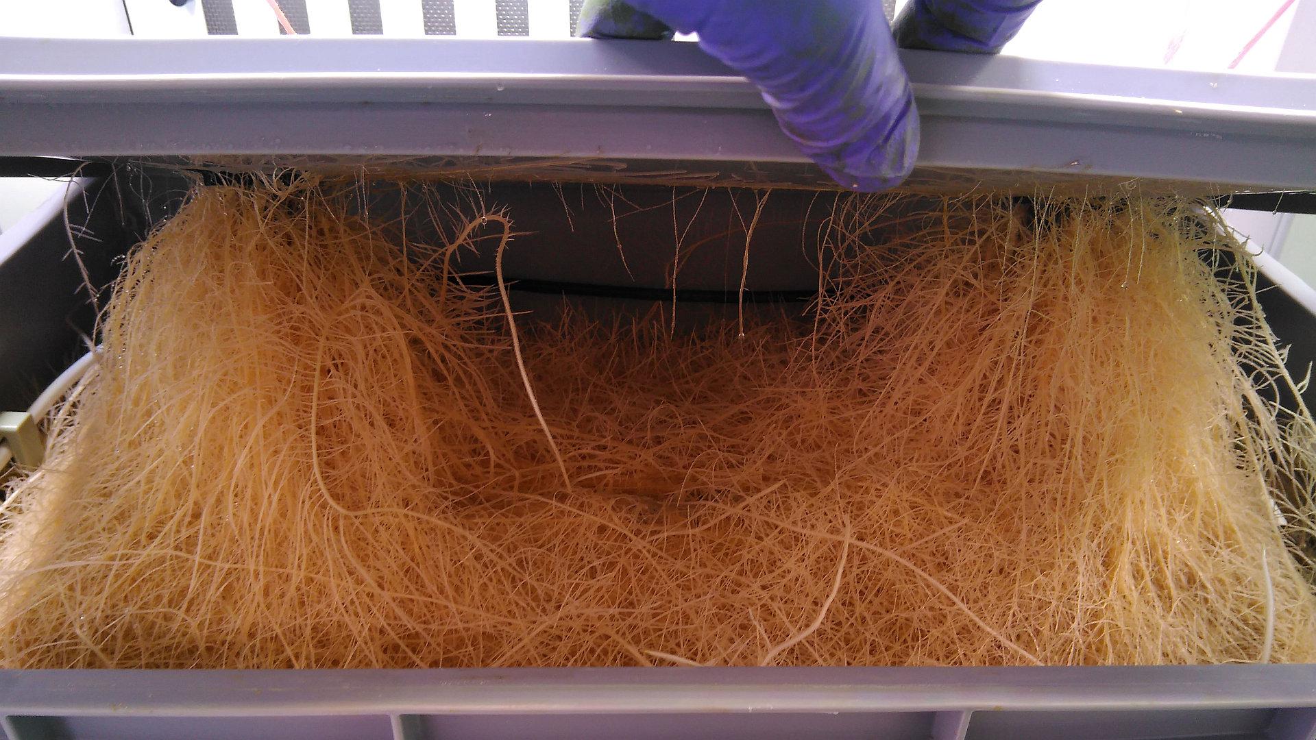 Roots of two tomato plants in the greenhouse