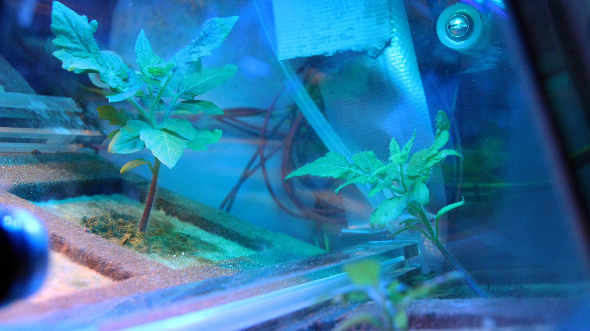 Tomatoes for lunar and Mars habitats