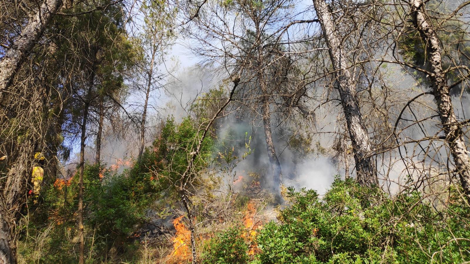 Controlled forest fire