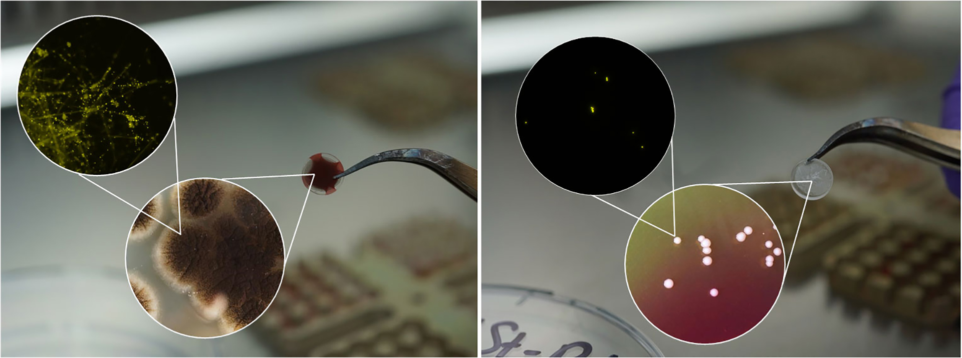 The MARSBOx sample holder containing dried mould spores (left) and bacteria (right)