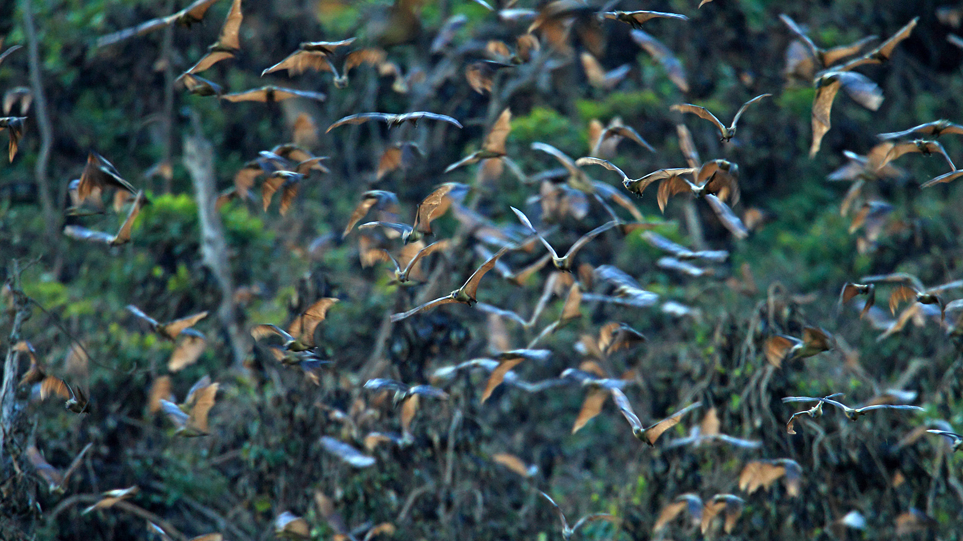 Fruit bats fly to search for food