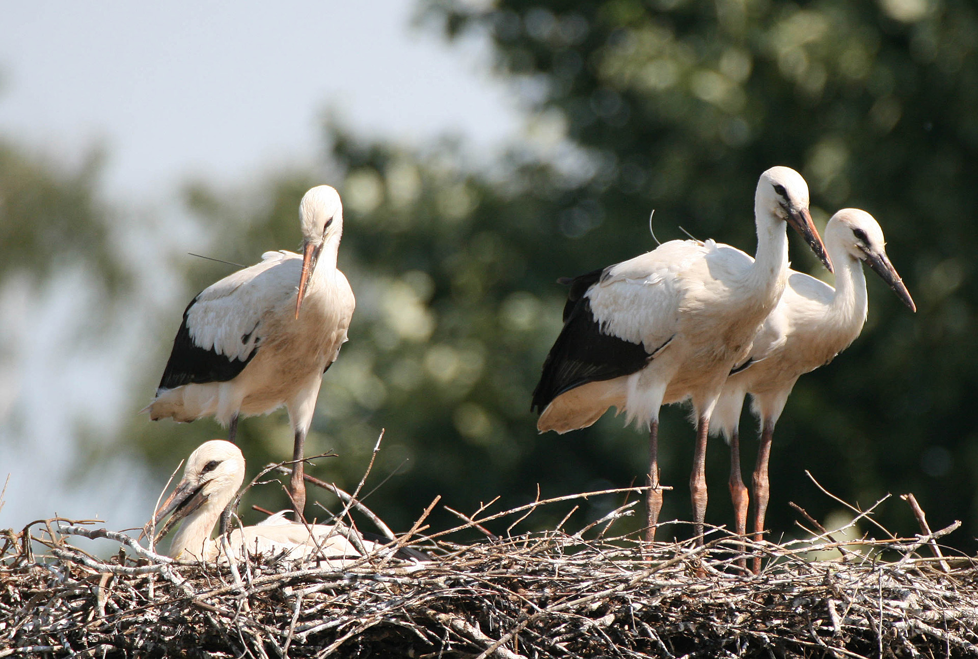 Migratory birds travel hundreds of kilometres on their journeys