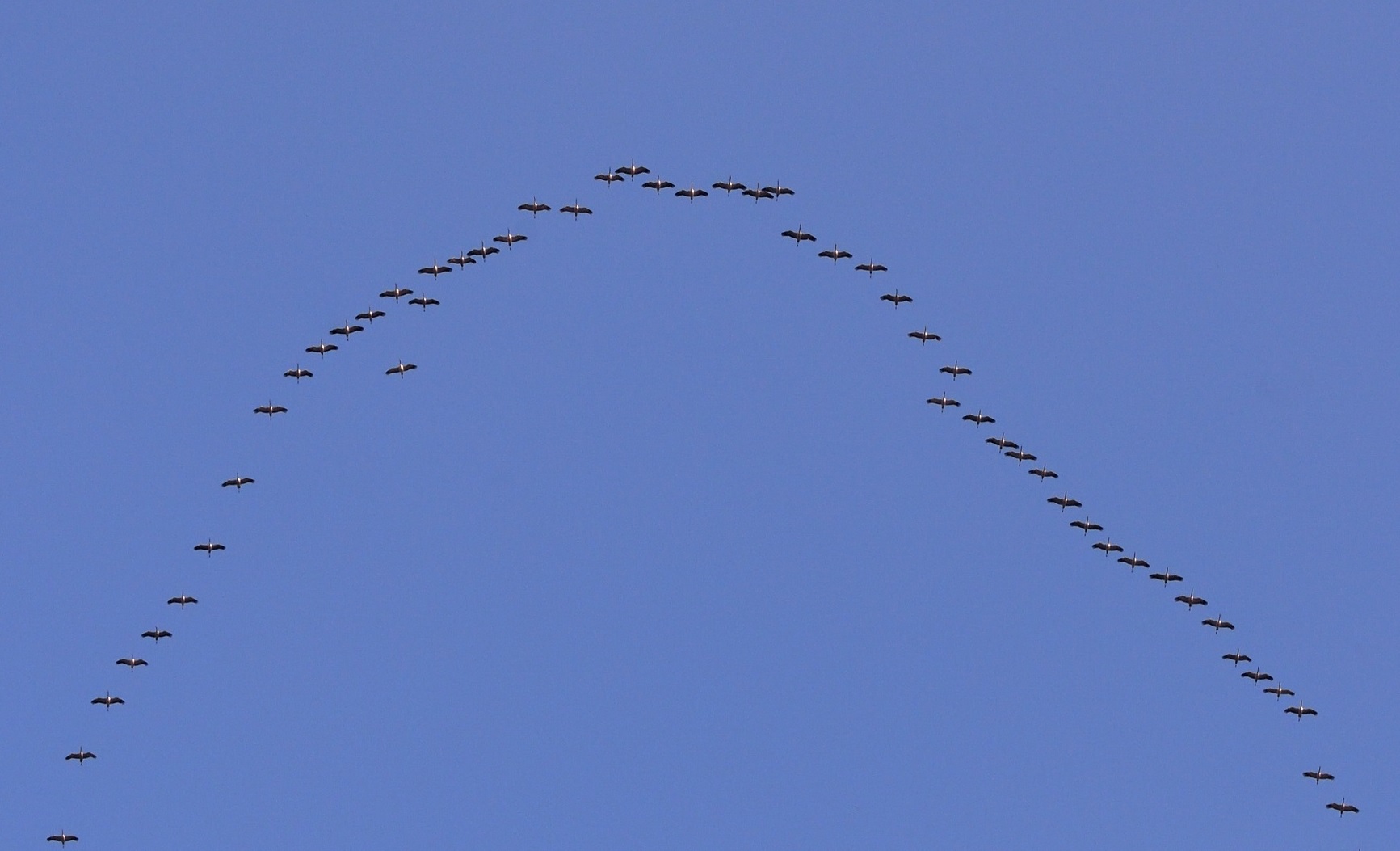 Migratory birds are adept at conserving their energy resources in flight by arranging themselves in V-shaped formations