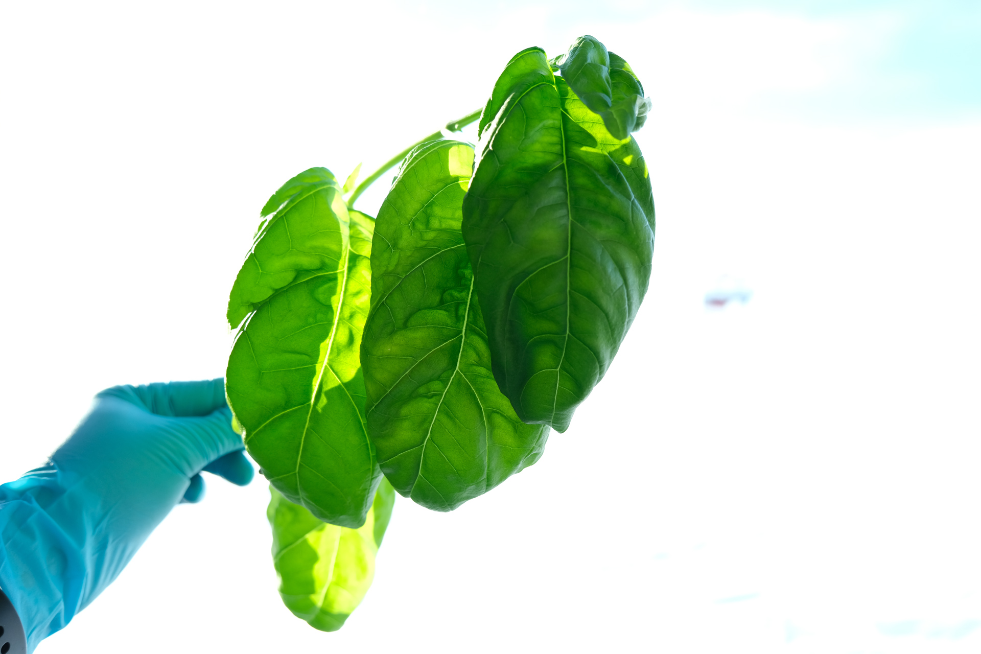 Basil from the EDEN ISS greenhouse