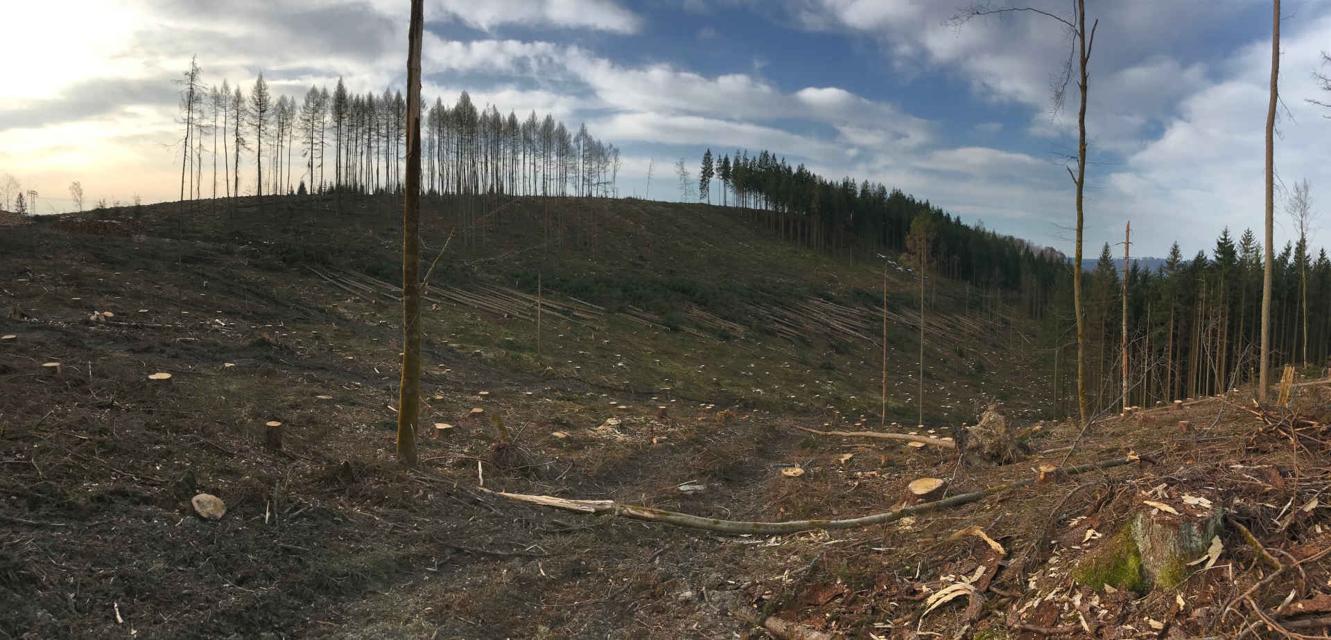 Forests affected by the bark beetle