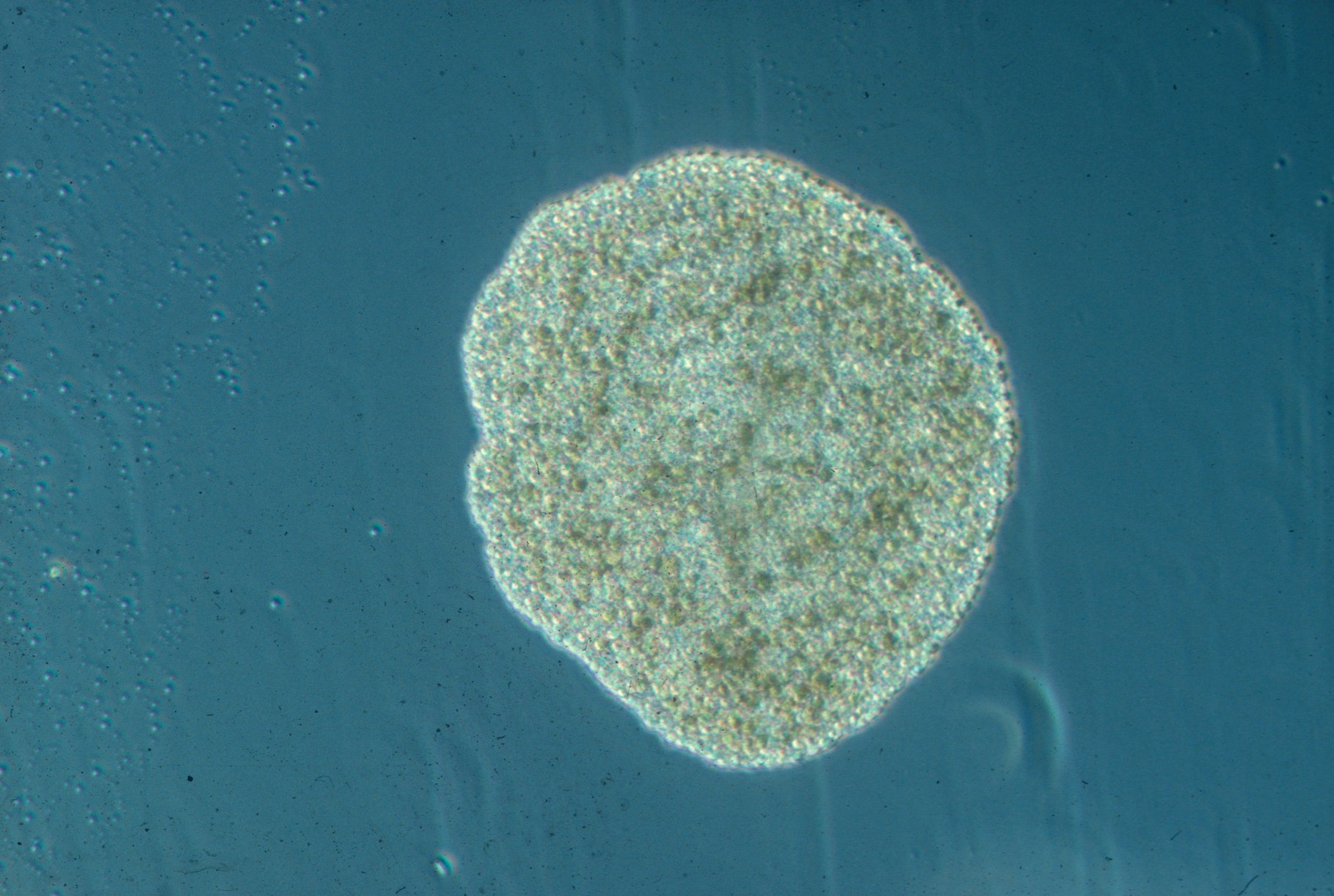 Placozoa on its journey into microgravity