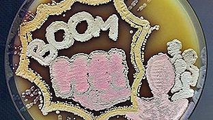 American Society for Microbiology Agar Art Contest, 2015. “Superheroes!” Sanne Westhoff