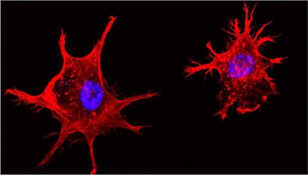 Gravitational Biology, Institute of Aerospace Medicine
