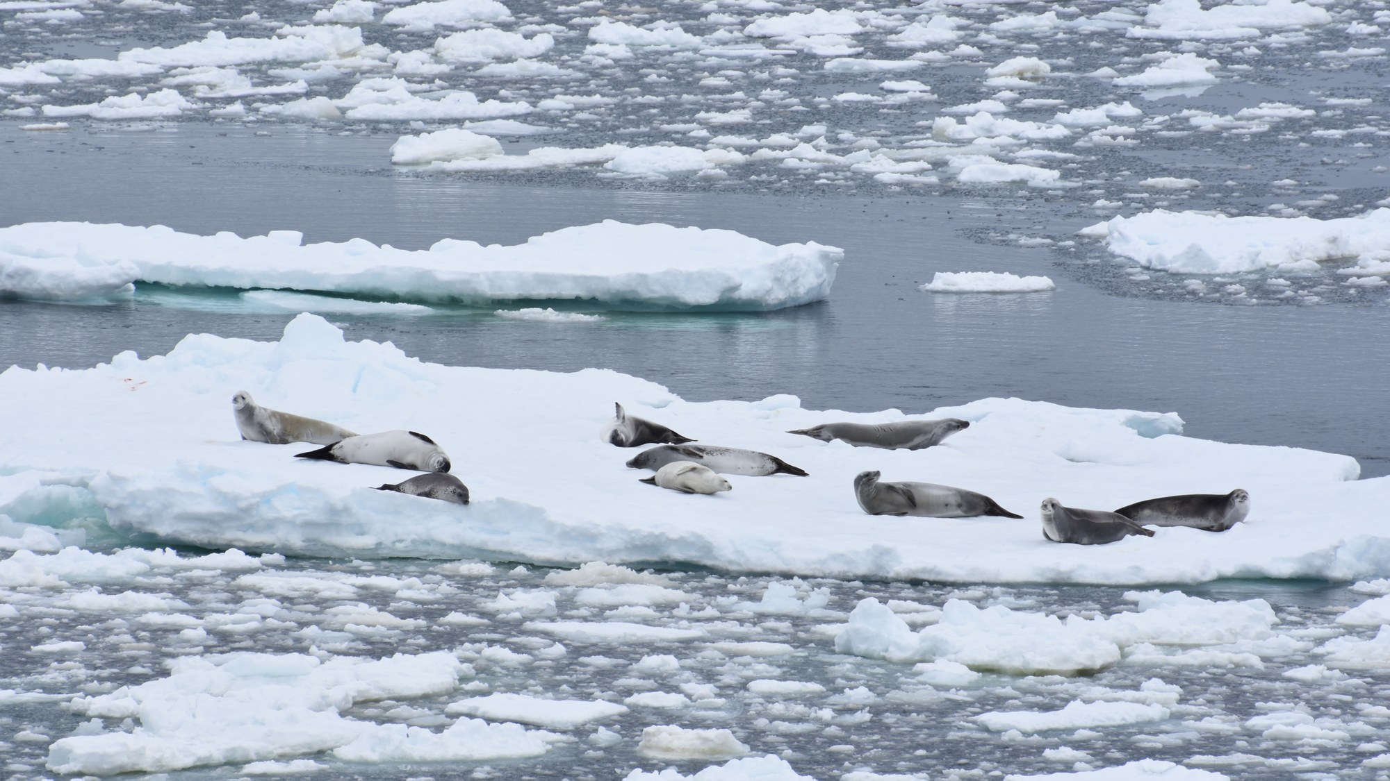 Seals in the Southern Ocean