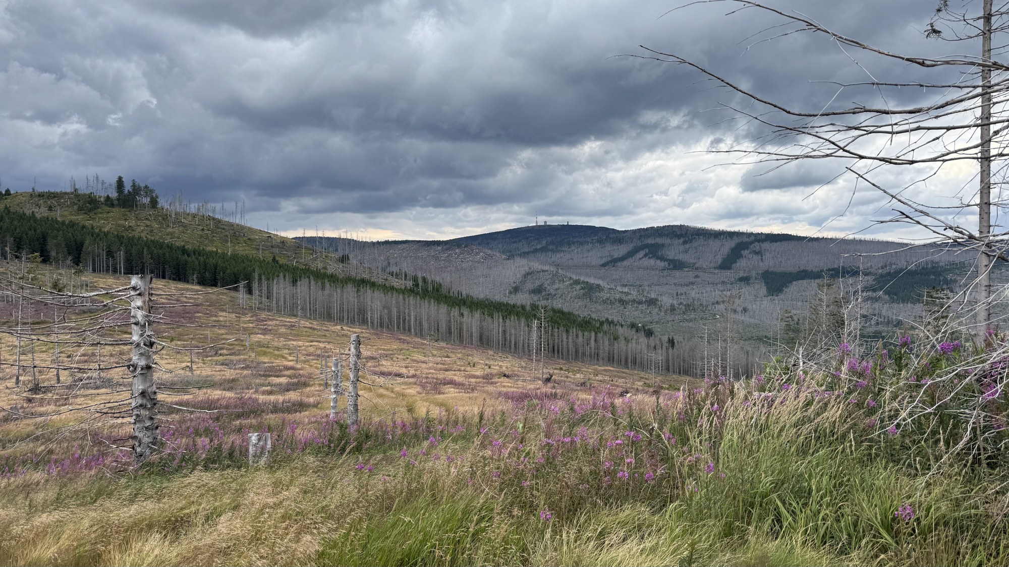Emergency felling after pest infestation