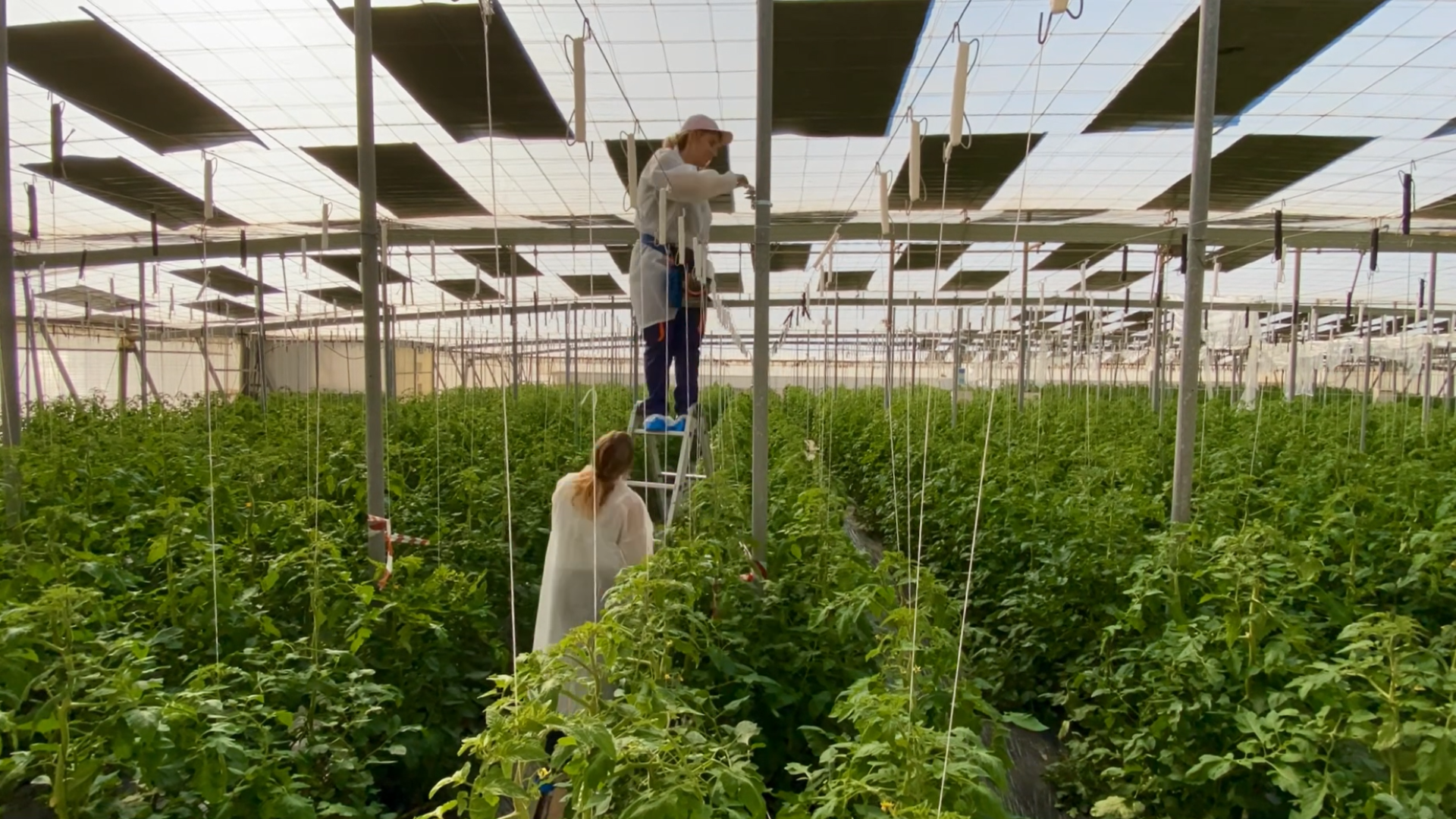 Research in the greenhouse
