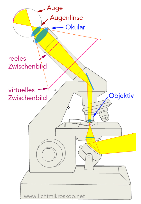 Schema des Strahlengangs durch die Bauteile eines Schülermikroskops. Das entstandene virtuelle Bild ist viel größer als das Objekt, das unter dem Objektiv zur Betrachtung liegt. Bild: lichtmikroskop.net